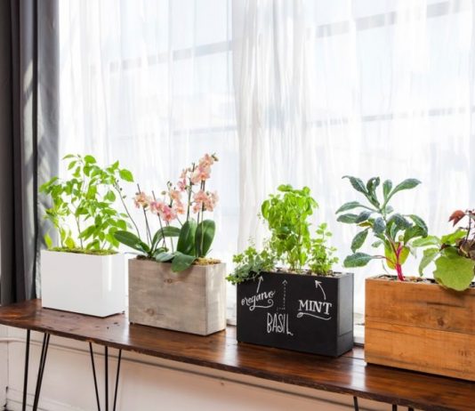 Top 5 cây xanh trang trí cho nhà bạn đẹp hơn