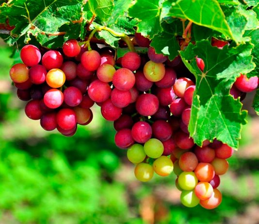 Top 5 đặc sản ở Ninh Thuận có thể mua về làm quà.