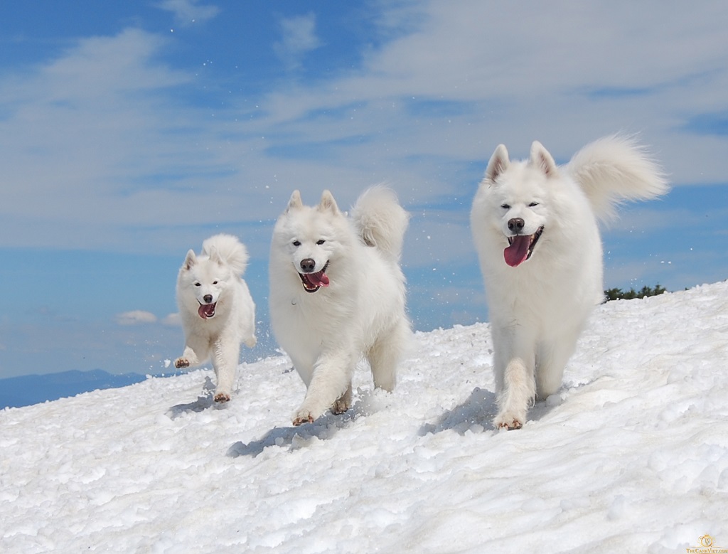 cho-samoyed-1.jpg