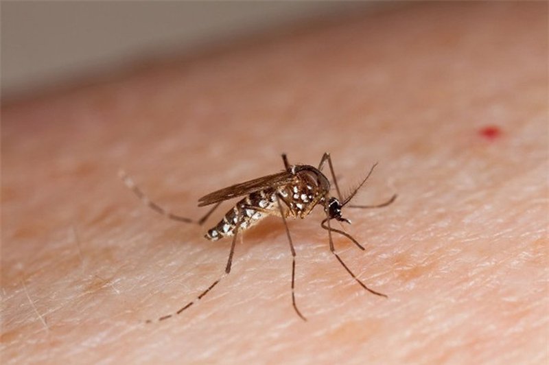 Sốt xuất huyết do muỗi vằn gây ra và có nguy hiểm đến cơ thể bạn