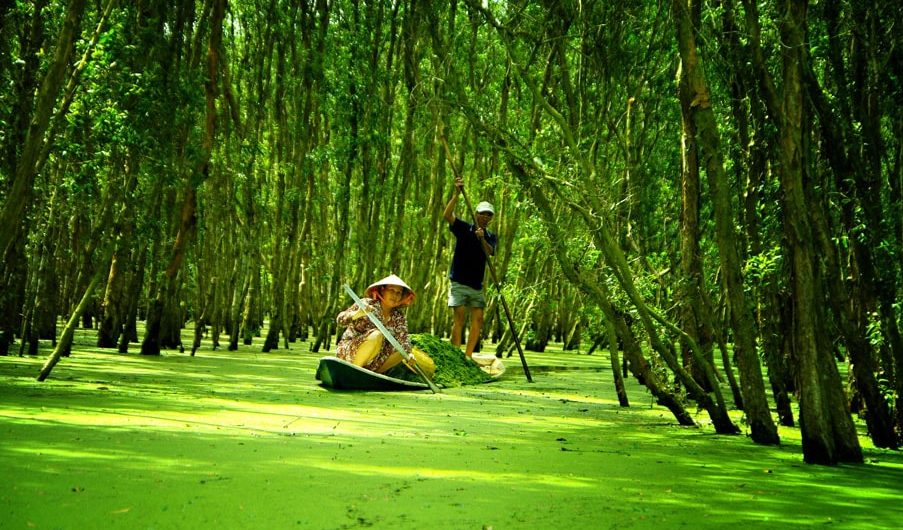Rừng tràm Trà Sư tại An Giang thu hút được đông đảo khách đến tham quan du lịch