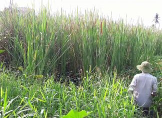 Những bí mật về cây bồn bồn miền Tây