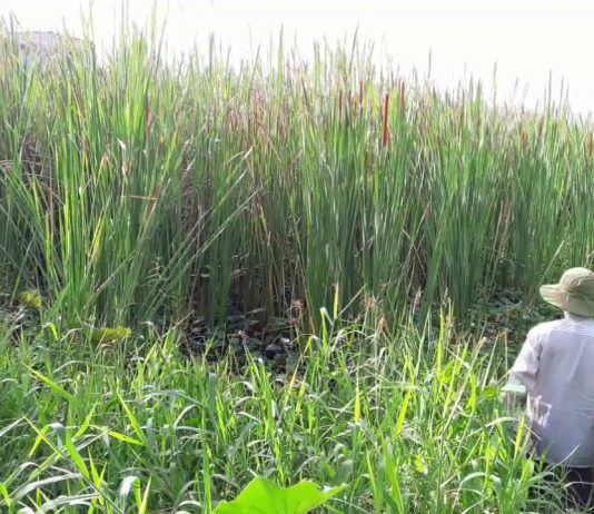 Những bí mật về cây bồn bồn miền Tây