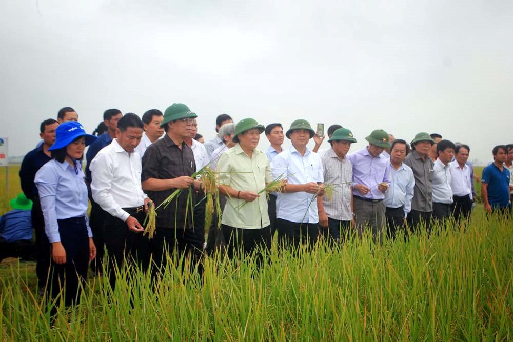 Nước ta luôn chú trọng vào việc phát triển nông nghiệp