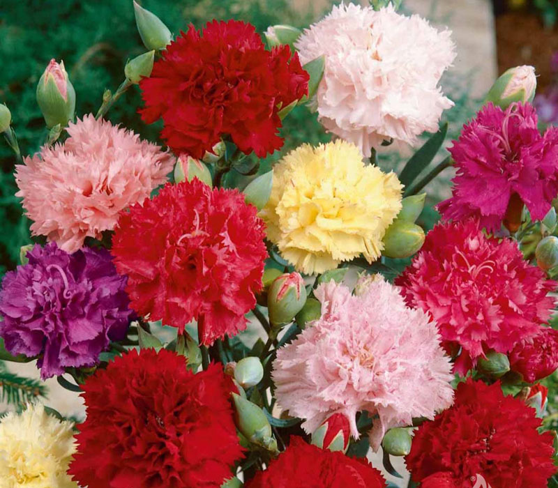 Hoa cẩm chướng đại diện cho sự quyến rũ, nét độc đáo và tình yêu nồng cháy như màu sắc của chúng