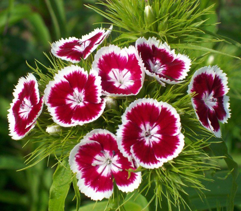 hoa cẩm chướng trắng sẽ tượng trưng cho sự trong trắng, thanh khiết và may mắn, hoa màu hồng lại bộc lộ lòng biết ơn