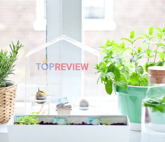 Top-cay-trong-trong-nha-bep-giup-khu-doc