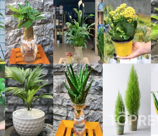 Cây trồng trong nhà tốt cho sức khỏe cả gia đình
