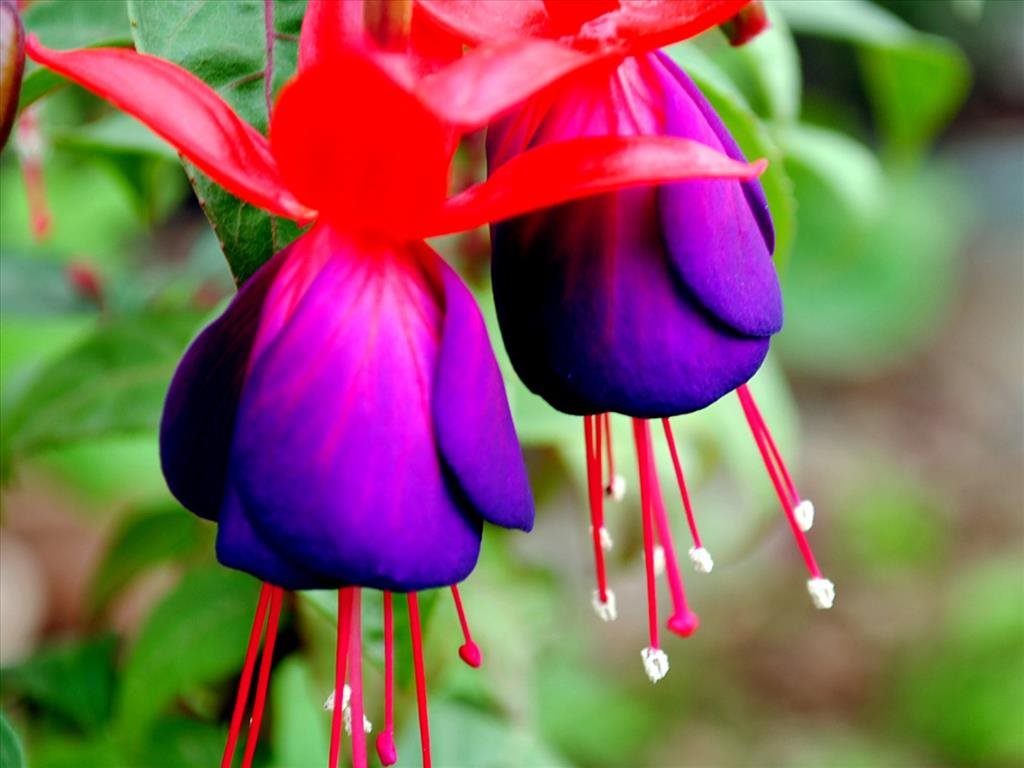 Hoa đèn lồng - loại hoa có hình dáng đặc biệt