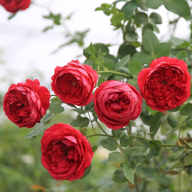 Hoa hồng Pas De Deux có hương thơm nhẹ nhàng, dễ chịu