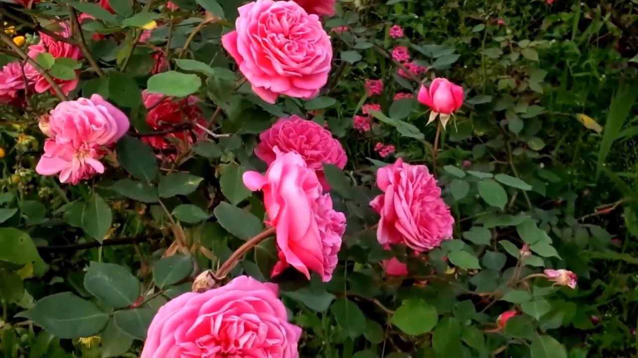 Hoa hồng cổ Sapa - hoa hồng đẹp nhất trong bảng xếp hạng hiện nay