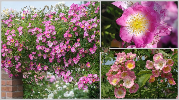  Hoa hồng leo Kew Rambler 