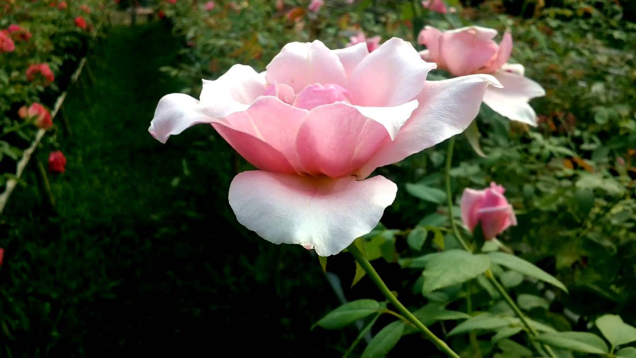 Giống hoa hồng đẹp nhất được nhiều người yêu thích