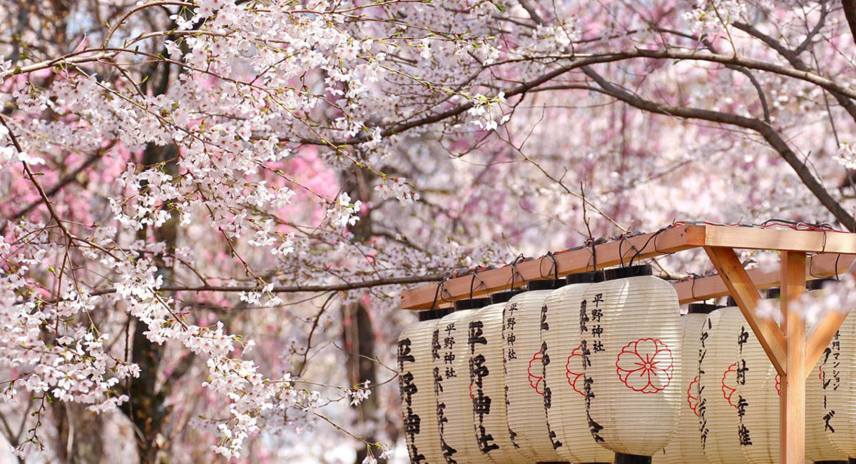  Lễ hội Hanami được xem là một trong những lễ hội hoa truyền thống có quy mô lớn và lâu đời nhất Nhật Bản. 