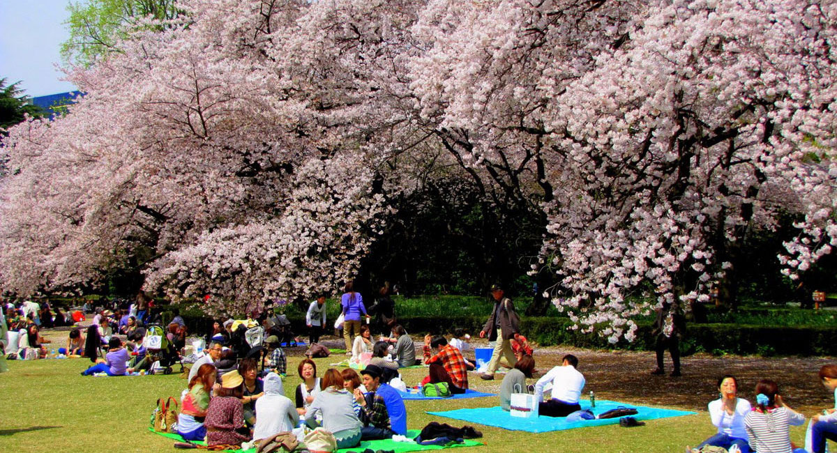   Hằng năm, cứ vào độ cuối tháng 3, đầu tháng 4, khi mùa hoa anh đào trên khắp đất nước Nhật Bản bắt đầu nở rộ  