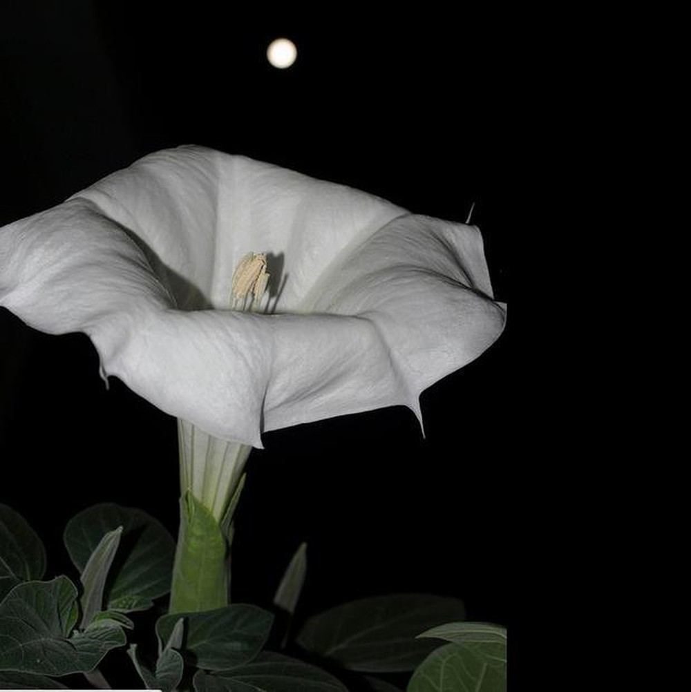 Hoa mặt trăng - loài hoa đặc biệt nở về đêm