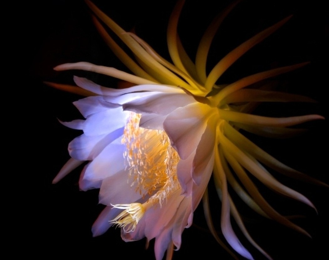 Hoa quỳnh - loài hoa nở về đêm nhìn là mê