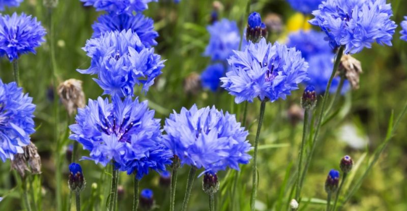 Hoa thanh cúc có hoa màu xanh dương