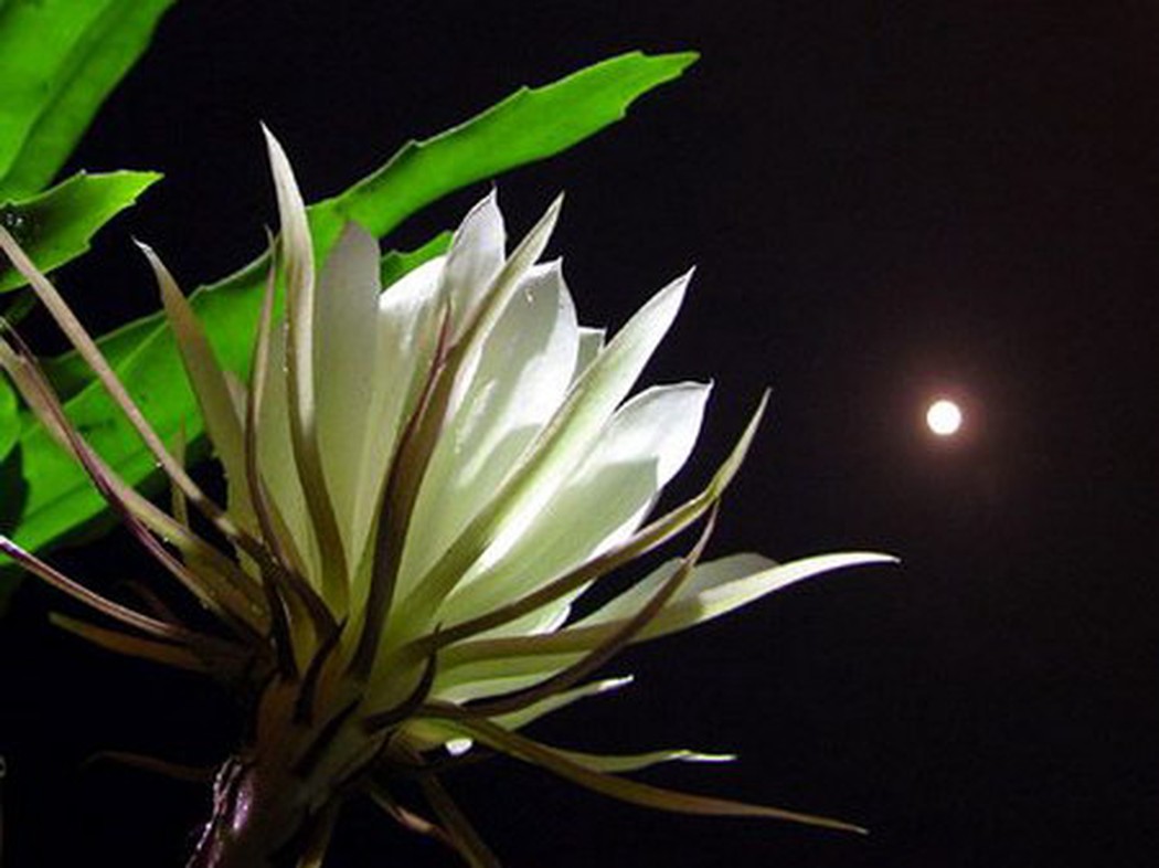 Xương rồng khế - loài hoa nở về đêm duy nhất 1 lần trong năm