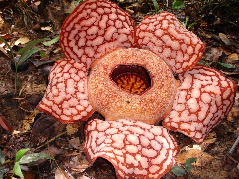 Hoa Rafflesia arnoldii