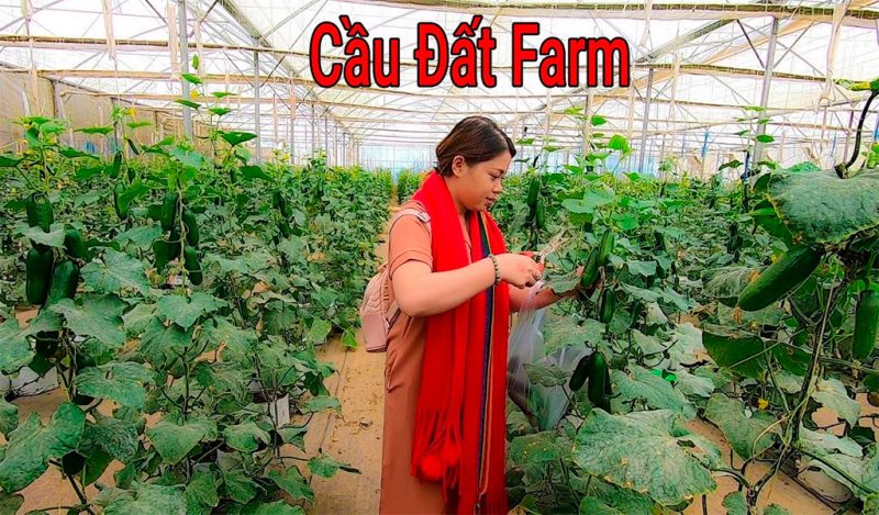 Mô hình trồng rau tại Cầu Đất Farm