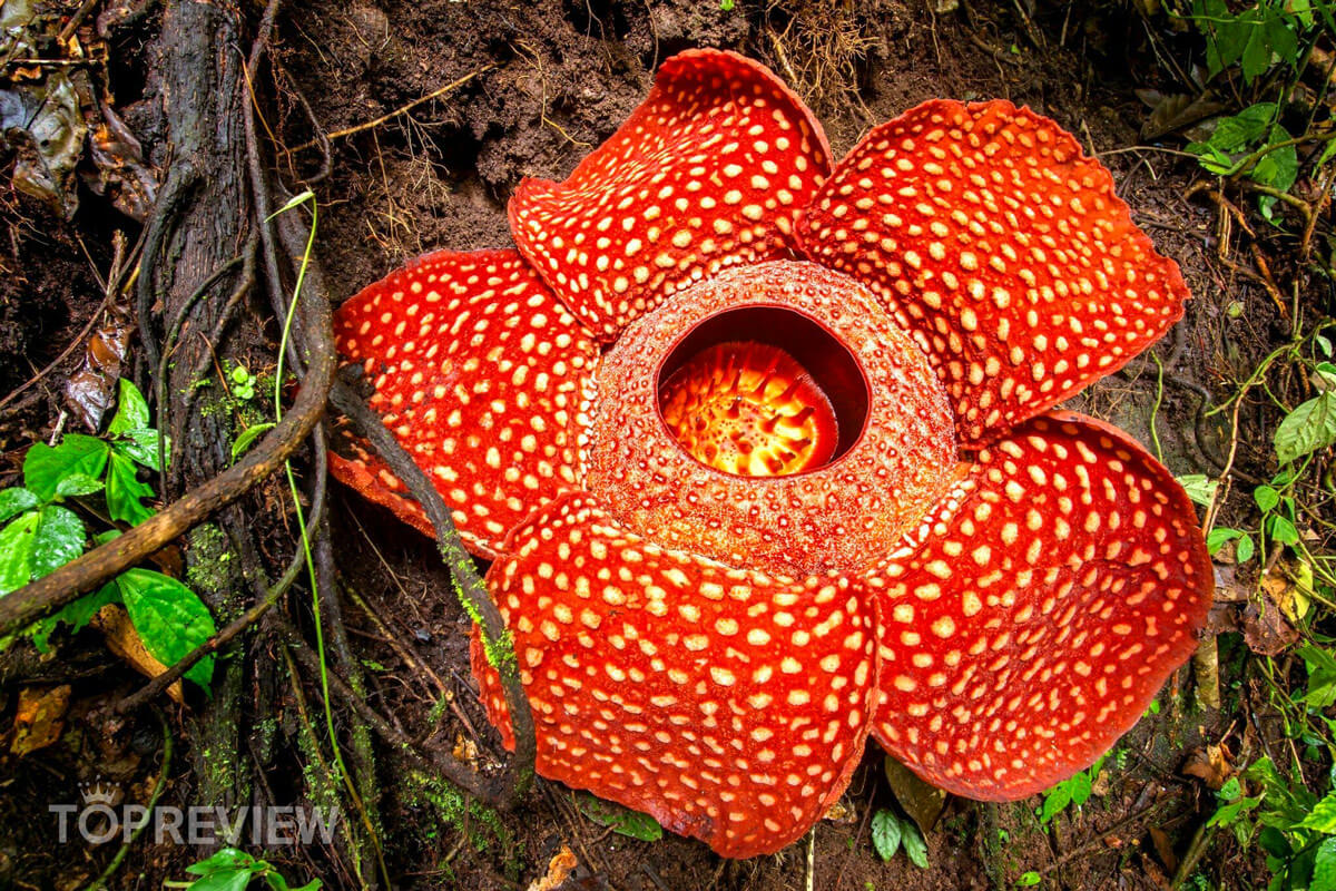 Top 10 loài thực vật vừa nguy hiểm vừa kỳ lạ còn tồn tại trên thế giới
