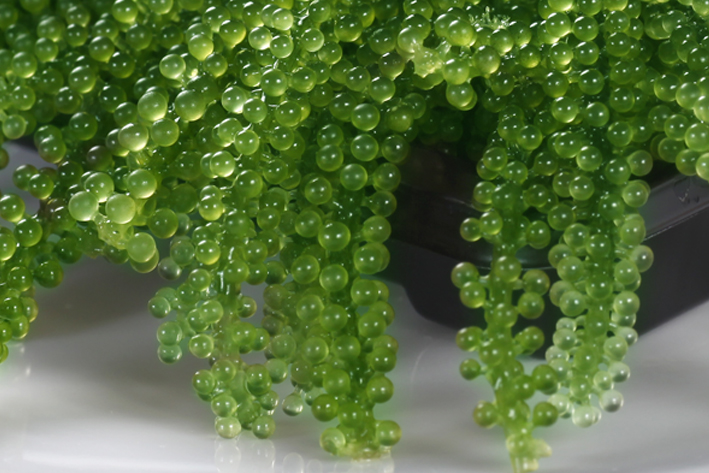 Rong nho thuộc nhóm tảo xanh