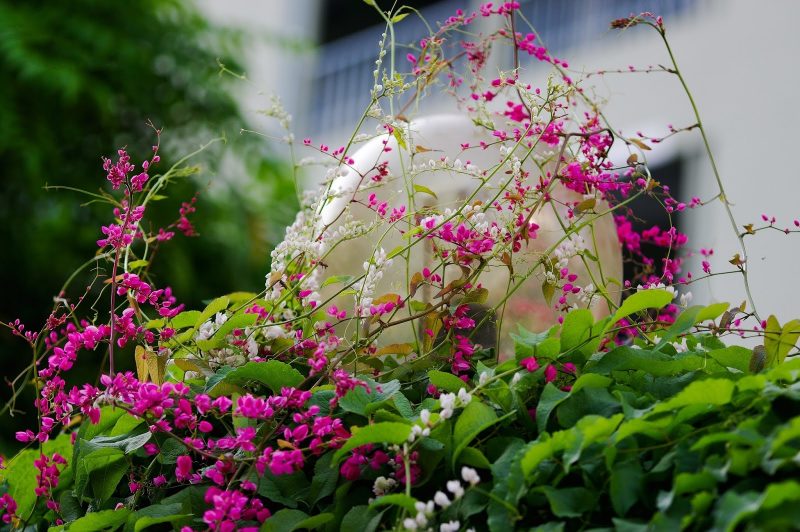Hoa ti gôn loại hoa leo trồng trong nhà có hình dáng đặc biệt