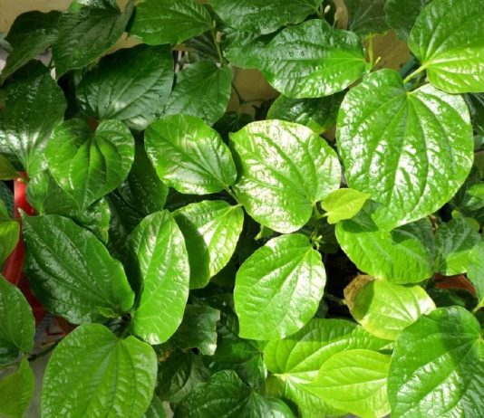 Cong dung la trau khong va cach dung